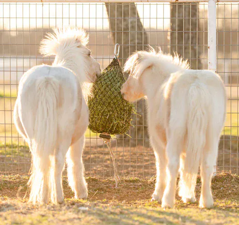 Hay Chix Quarter Bale Net ~ 1"