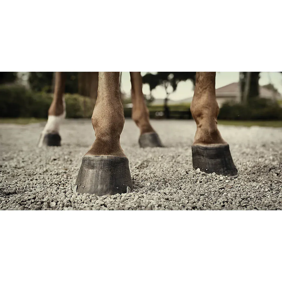 Hooflex Natural Hoof Dressing - Image 2