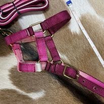 Mini Foal Nylon Halters