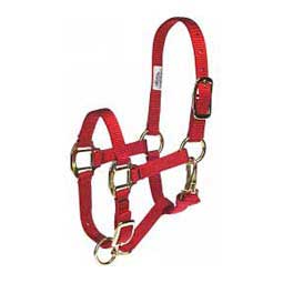 Nylon Halter ~ Suckling - Image 3
