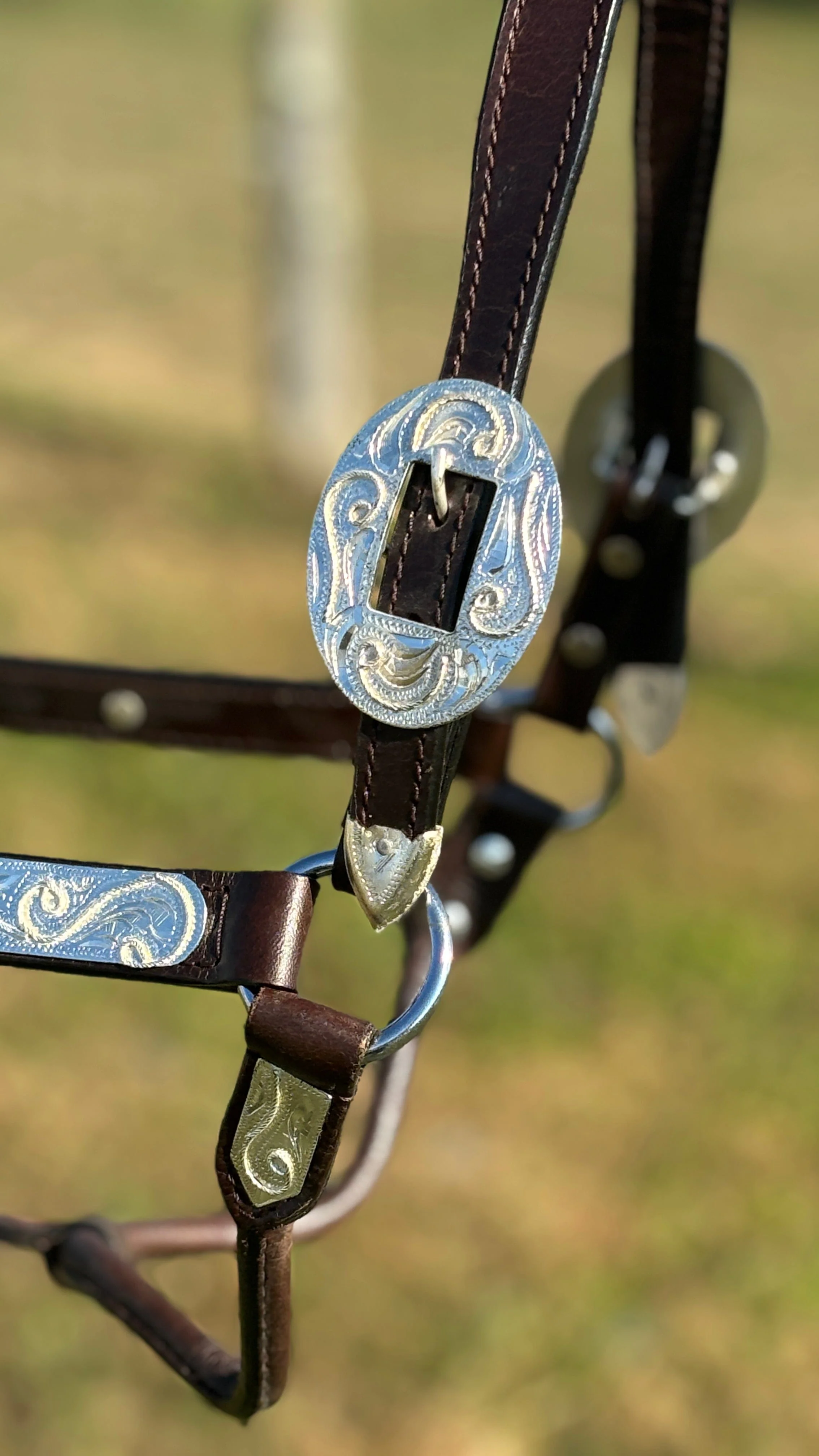 Royal King Show Halter ~ Silver Scroll - Image 3
